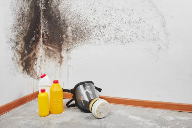 Best Attic Mold Removal  in Notre Dame, IN