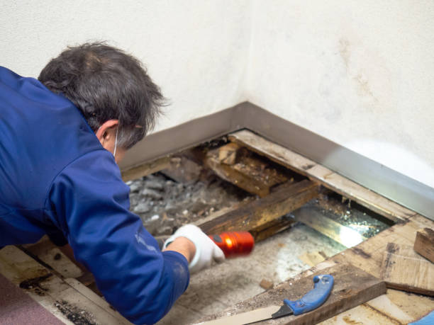 Best Toxic Mold Removal  in Notre Dame, IN