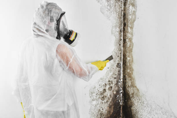Best Mold Testing  in Notre Dame, IN