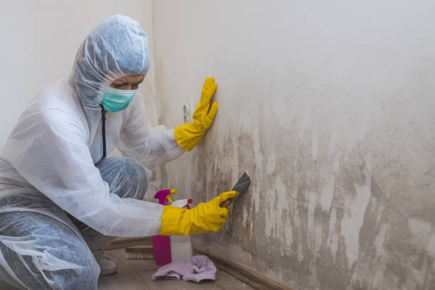 Best Best Mold Removal Companies  in Notre Dame, IN