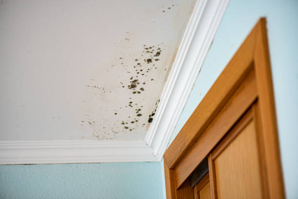 Best Professional Mold Removal  in Notre Dame, IN