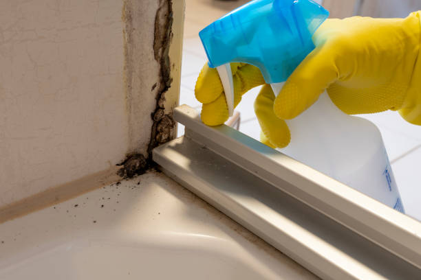 Mold Removal Process in Notre Dame, IN