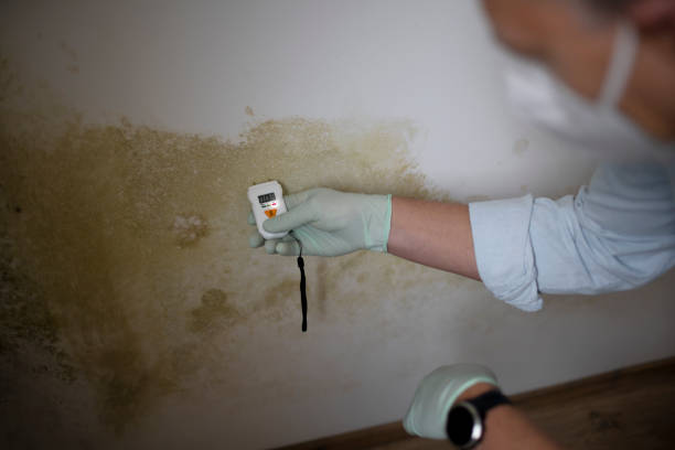 Best Residential Mold Removal  in Notre Dame, IN