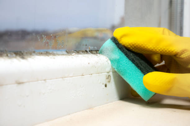 Best Mold Removal Process  in Notre Dame, IN