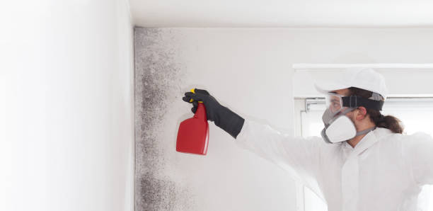 Best Local Mold Removal Service  in Notre Dame, IN