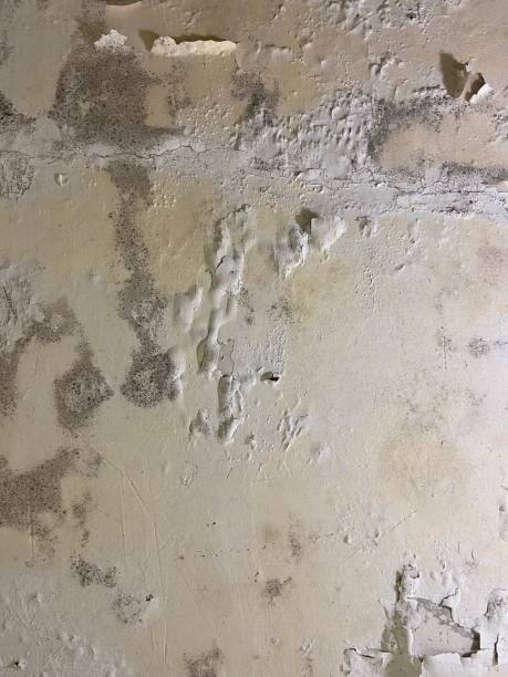 Best Mold Removal Near Me  in Notre Dame, IN