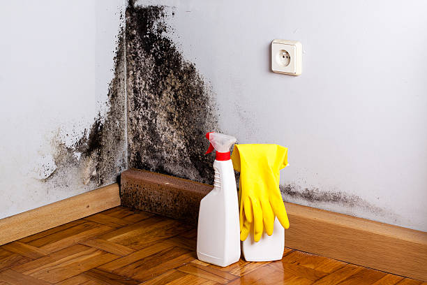 Office Mold Removal Services in Notre Dame, IN