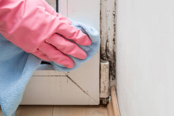 Best Black Mold Removal  in Notre Dame, IN