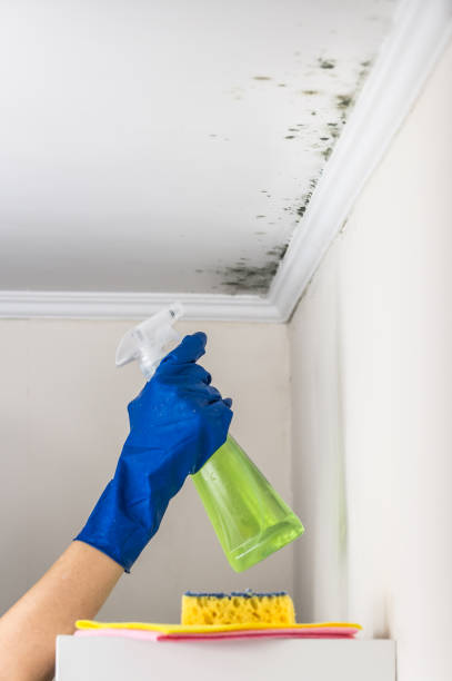 Best Toxic Mold Removal  in Notre Dame, IN