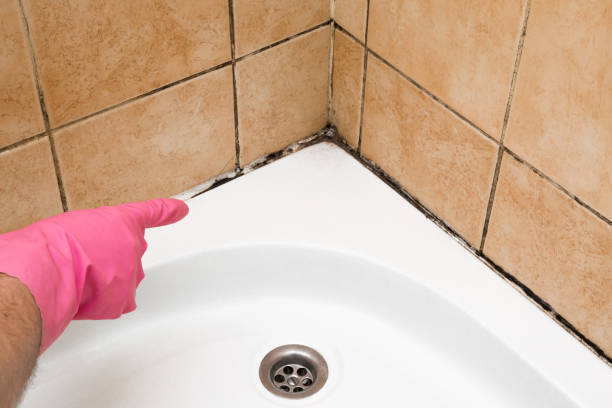 Best Fast Mold Removal  in Notre Dame, IN